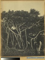 藏品(高雄州恆春郡クラル闊葉樹林中之榕樹)的圖片